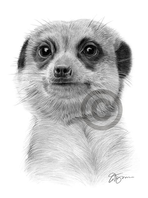 Meerkat Drawing