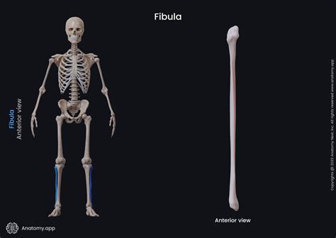 Tibia And Fibula Diagram Labeled