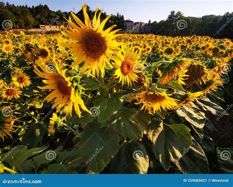 Field of Common Sunflowers, Helianthus Annuus Stock Image - Image of bright, garden: 259085021