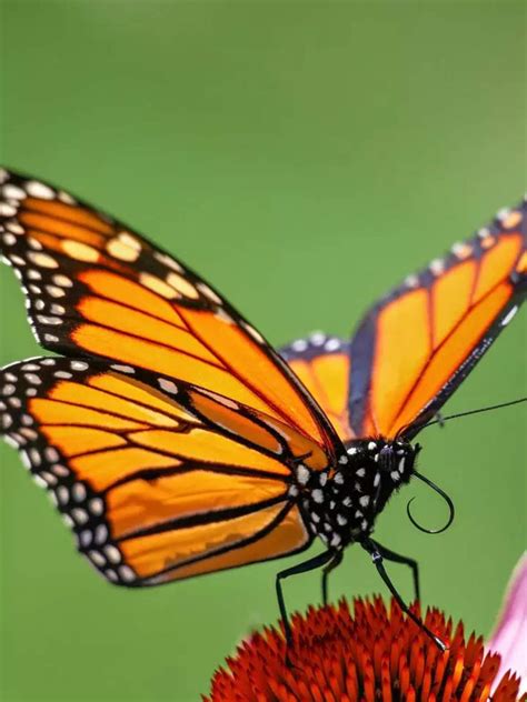 Western Monarch Day: All about the butterflies that put charm in ...