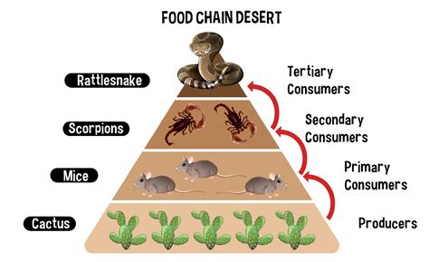 Desert Ecosystem Food Chain
