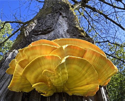 La vraie nature de Dominique Delfino. Brognard : sous la lumière du polypore