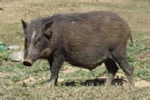 AgriPortal Website | Breeds of Pig