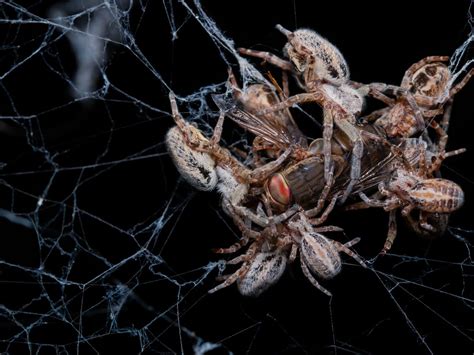 Are Spiders Solitary Or Social Animals