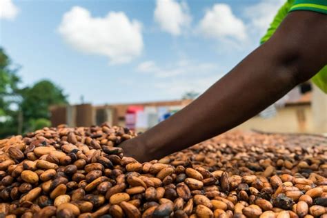 Fairtrade cocoa cooperatives in West Africa ramp up support for child ...