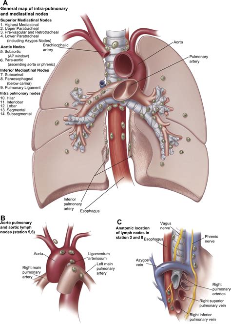 Anatomy and Physiology of the Thoracic Lymphatic System - Thoracic Surgery Clinics