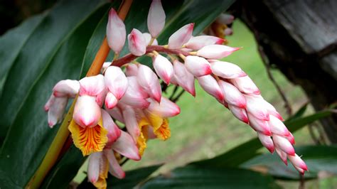 Different Types Of Ginger Flowers at John Mellon blog