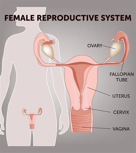 Image result for Reproductive System Parts