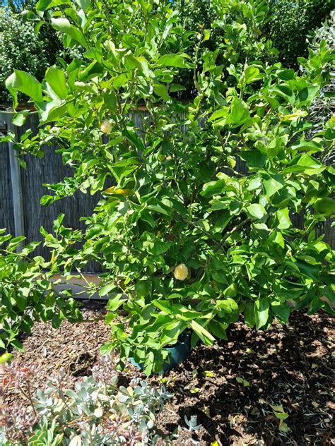 Some smart arse creature ate all the rinds off my lemons : r ...