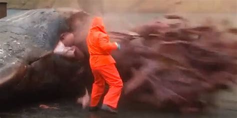 Image result for Sperm Whale Exploding