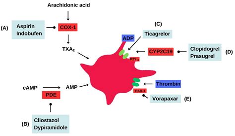 Dual Antiplatelet Therapy: A Concise Review for Clinicians