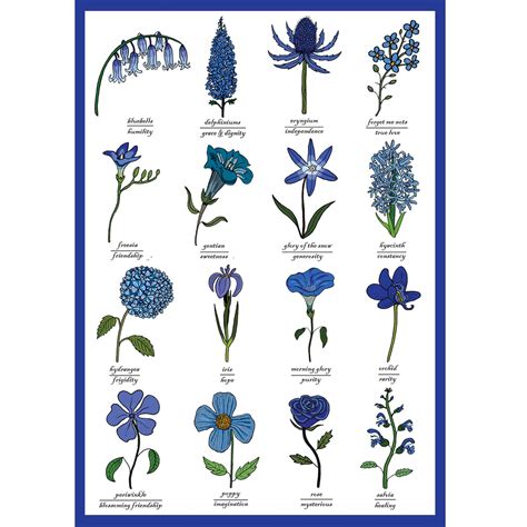 Types Of Baby Blue Flowers at Kathleen Flores blog