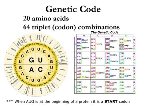 Codon 的图像结果