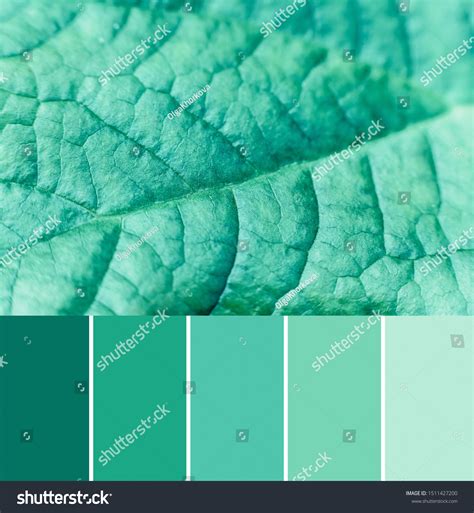 Mint Green Color Scheme Mint Leaf Color Palette Ready For Textile.