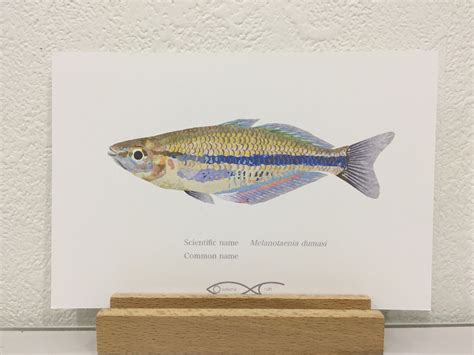 Melanotaenia dumasi Drawing Postcard | Osakanacraft