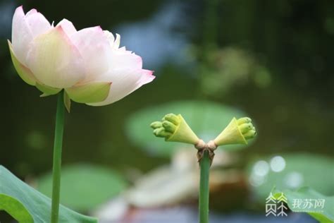 多株并蒂莲同时亮相南京中山植物园荷花新品种展