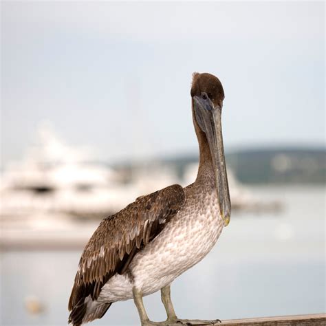 Species Of Greatest Conservation Need