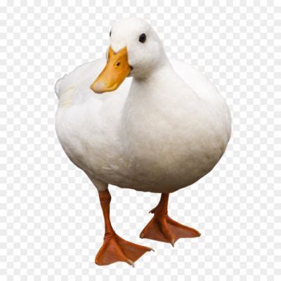 Duck Png Transparent Image Duck Png 989li98 - Pngsource
