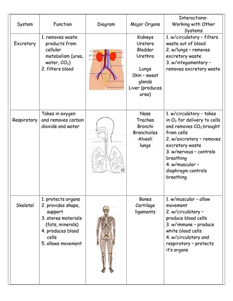 Body System Interaction Chart 的图像结果