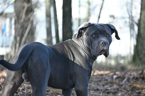 Majestic Blue Cane Corso: 2024 Comprehensive Guide