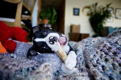 100 Unique and Rare Name Suggestions for a Male Boston Terrier – Boston Terrier World