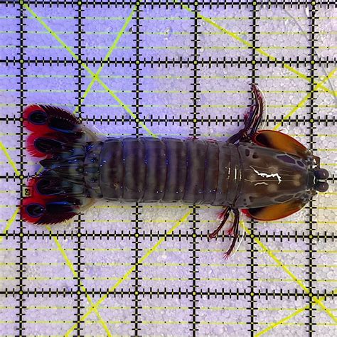 Mantis Shrimp Size: SHOW 5" WYSIWYG MTS112304 – Violet Aquarium