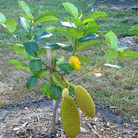 IXORA Jackfruit Vietnam Super Early 1 Year Fruiting Varikka Katahal ...