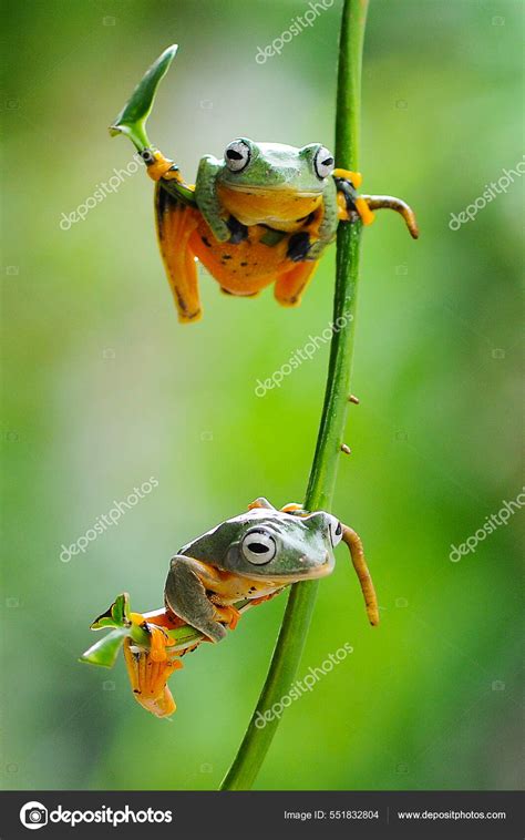 Image result for Tree Frog Fly