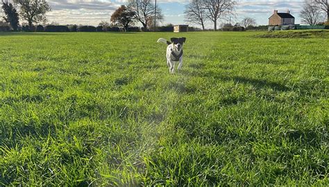 LODGE FARM DOG PARK - All You Need to Know BEFORE You Go 2026 (with ...