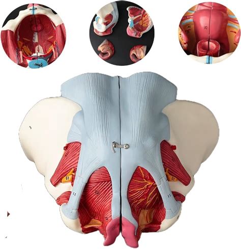 BHUJIA Anatomical Female Model Skeletal Female Basin India | Ubuy