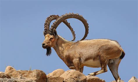 Image result for Ibex Module Video Live