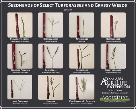 Maintenance Tips - Publications - Turfgrass Producers of Texas