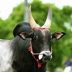 Hd Jallikattu Kaalai Wallpapers 3d by Uplift Our Bull Mocktales Hd Jallikattu Kaalai Wallpapers 3d