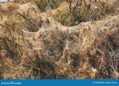 Image result for Red Thread Fungus Control