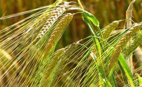 中国宣布对原产于澳大利亚的进口大麦征收反倾销和反补贴税 - 西部网（陕西新闻网）