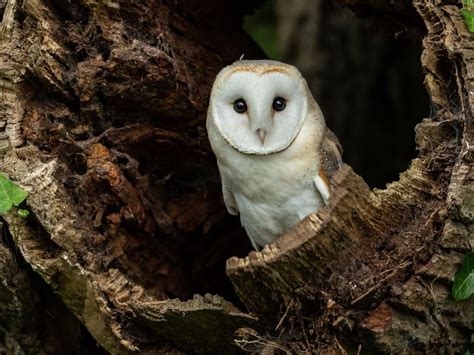 Owl At Home: ಮನೆ ಒಳಗೆ ಗೂಬೆ ಬಂದ್ರೆ ದುಡ್ಡು ಸಿಗುತ್ತಾ? ಜ್ಯೋತಿಷ್ಯ ಏನ್ ...
