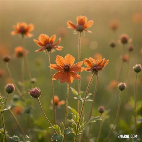 Tawny Color: Definition, Examples, Shades, and More