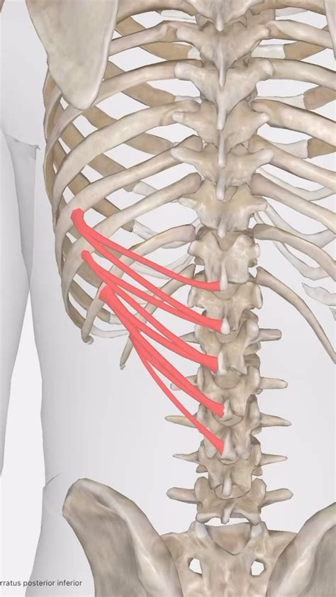 Serratus Posterior Inferior