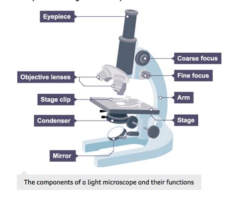 Microscopes GCSE Free Science Lessons 的图像结果