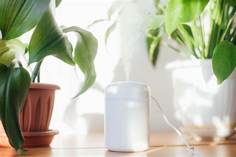 Do Humidifiers Help Allergies? Check Out These Amazing Finds!