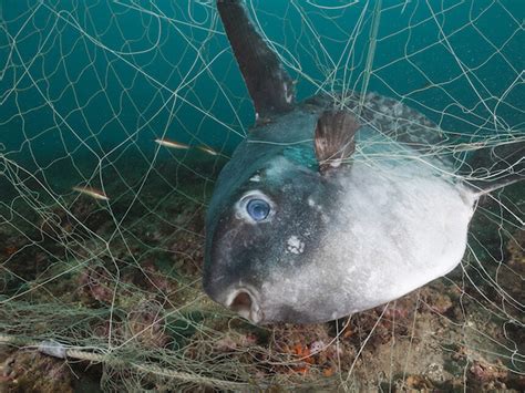 Ghost Fishing? | Meer