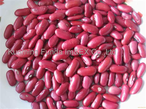 dark red kidney bean,China price supplier - 21food