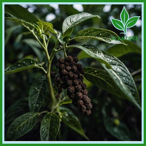 Black Pepper Plant: A Guide to the King of Spices - Plantove.com