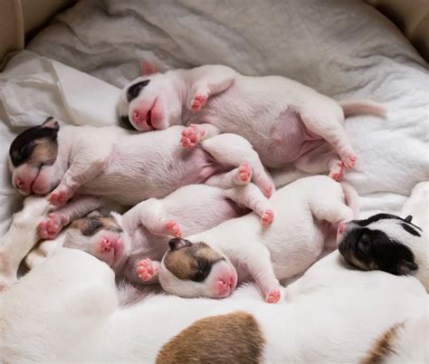 What Causes Puppies To Be Born With Intestines Outside The Body