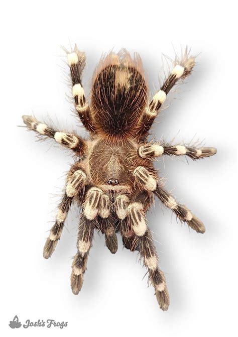 Brazilian Giant White Knee Tarantula - Acanthoscurria geniculata | 2 ...