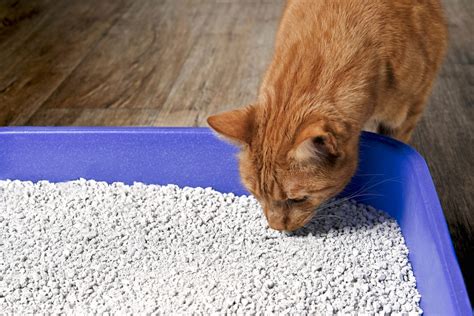 Cat Urine Color Chart: Everything You Need To Know And More