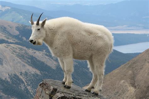 19 Facts About Mountain Goat - Facts.net