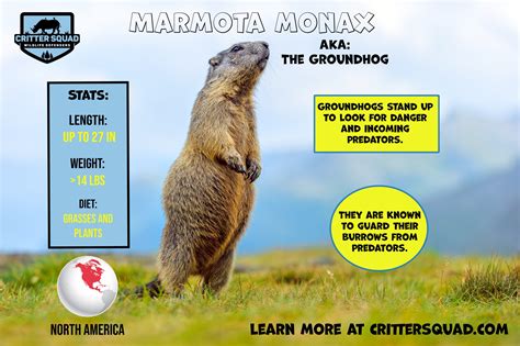 Groundhog Fact Sheet - C.S.W.D