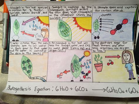 Photosynthesis comic strip 7th grade science | 7th grade science ...