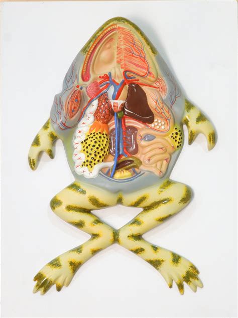 Image result for Dissecting a Frog Lab